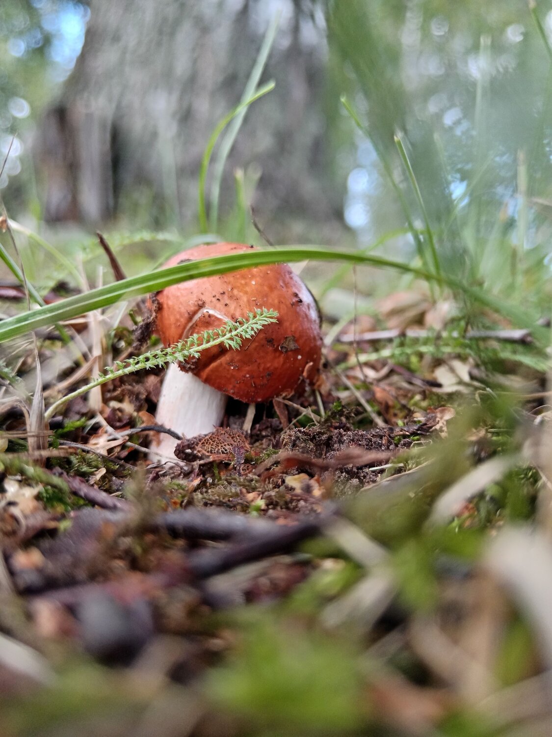 Photo #13961496