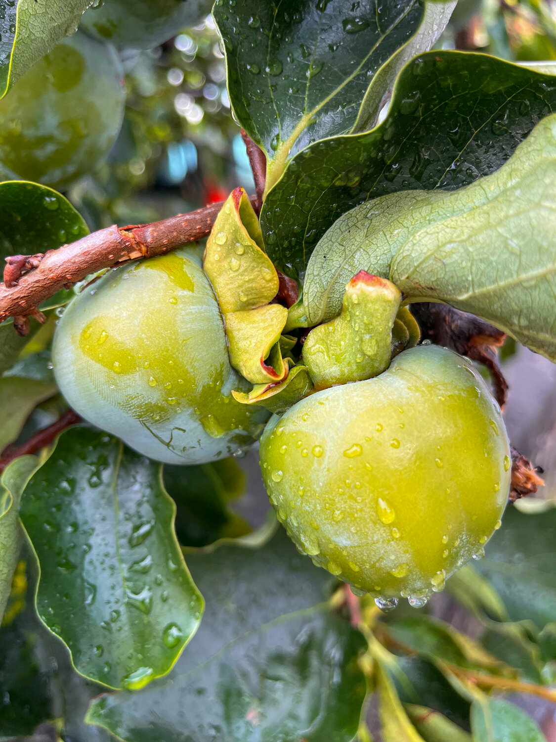 ​Dew Drops on Persimmon