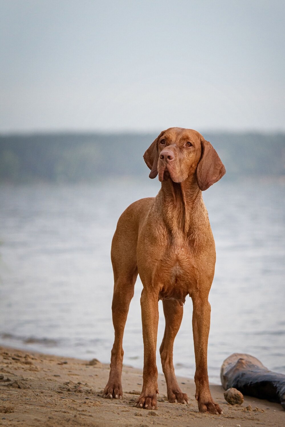 Photo #13961662