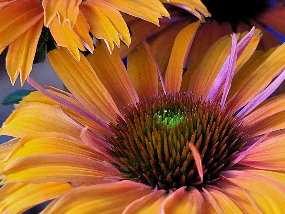 Photograph by Catherine Walter-Prêtre