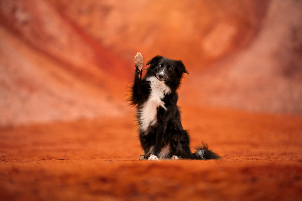 Hello From Mars