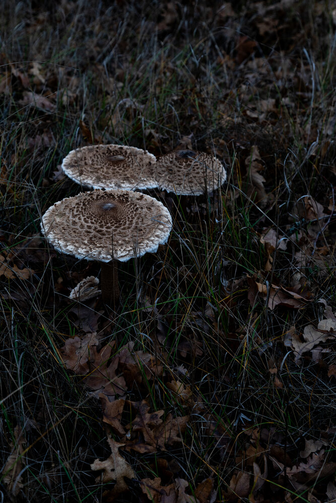 Photograph by Галчонок Ахмерова