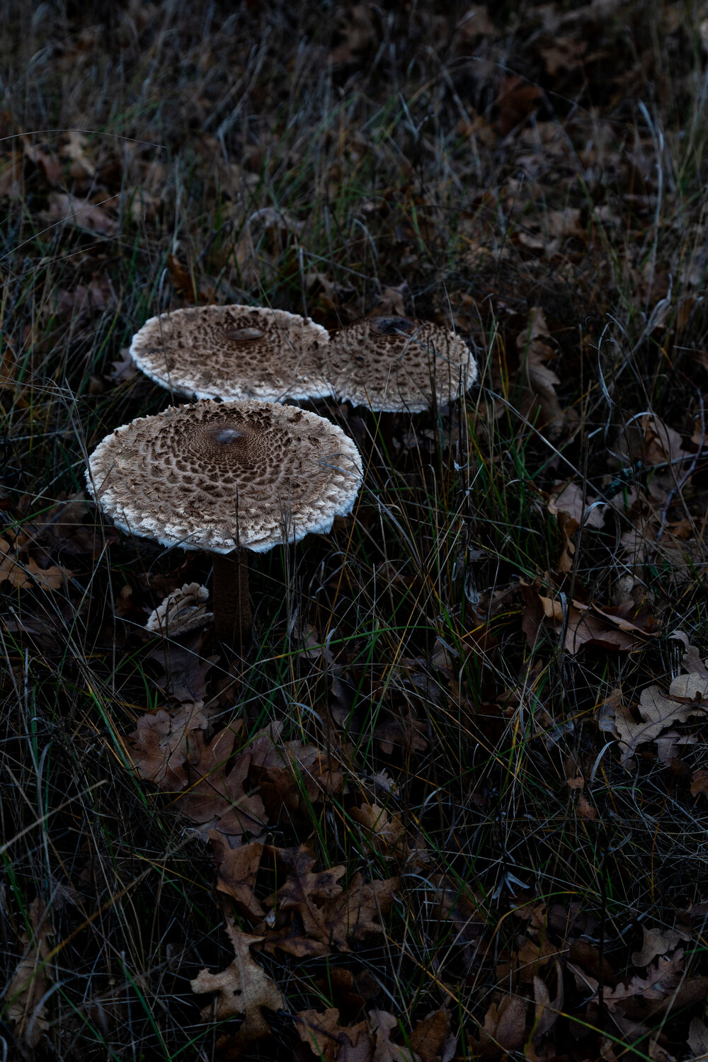 Photo #13961834