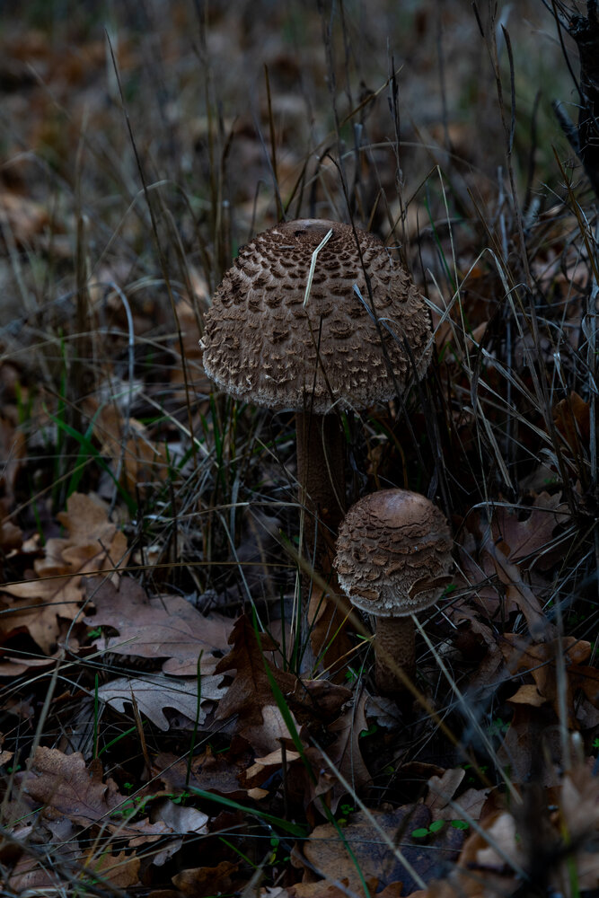 Photograph by Галчонок Ахмерова