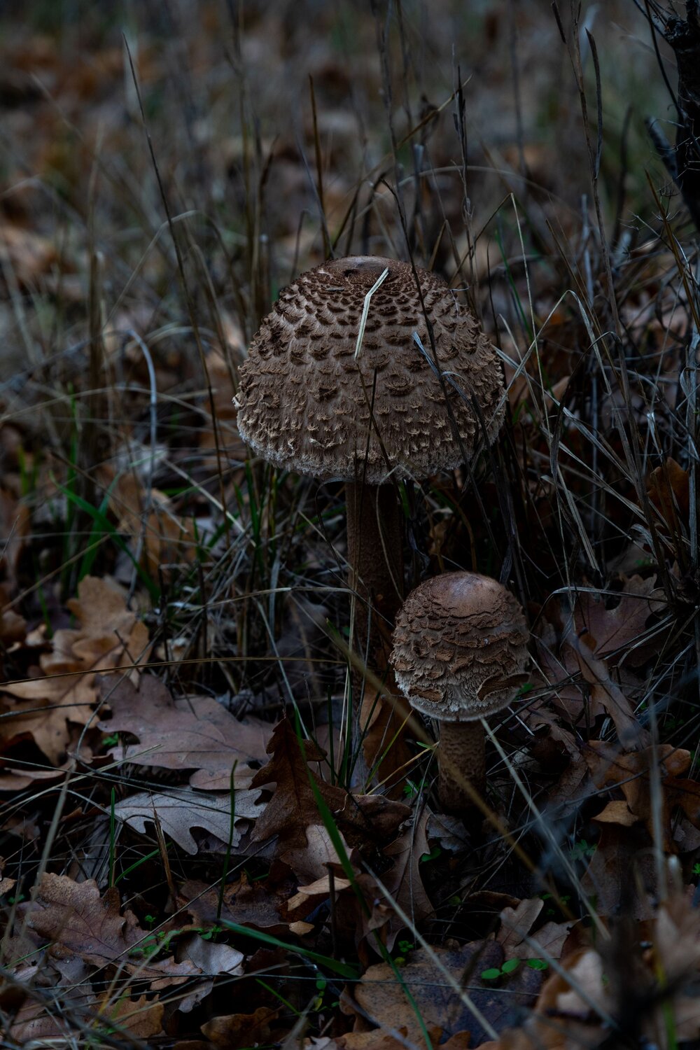 Photo #13961835