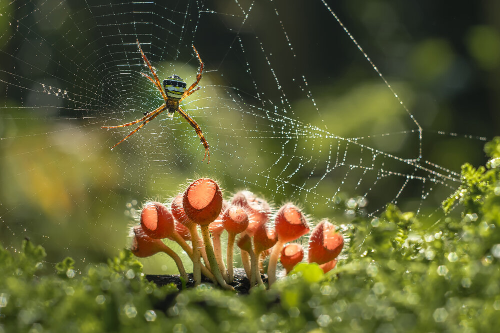 Photograph by Setiadi Ajar