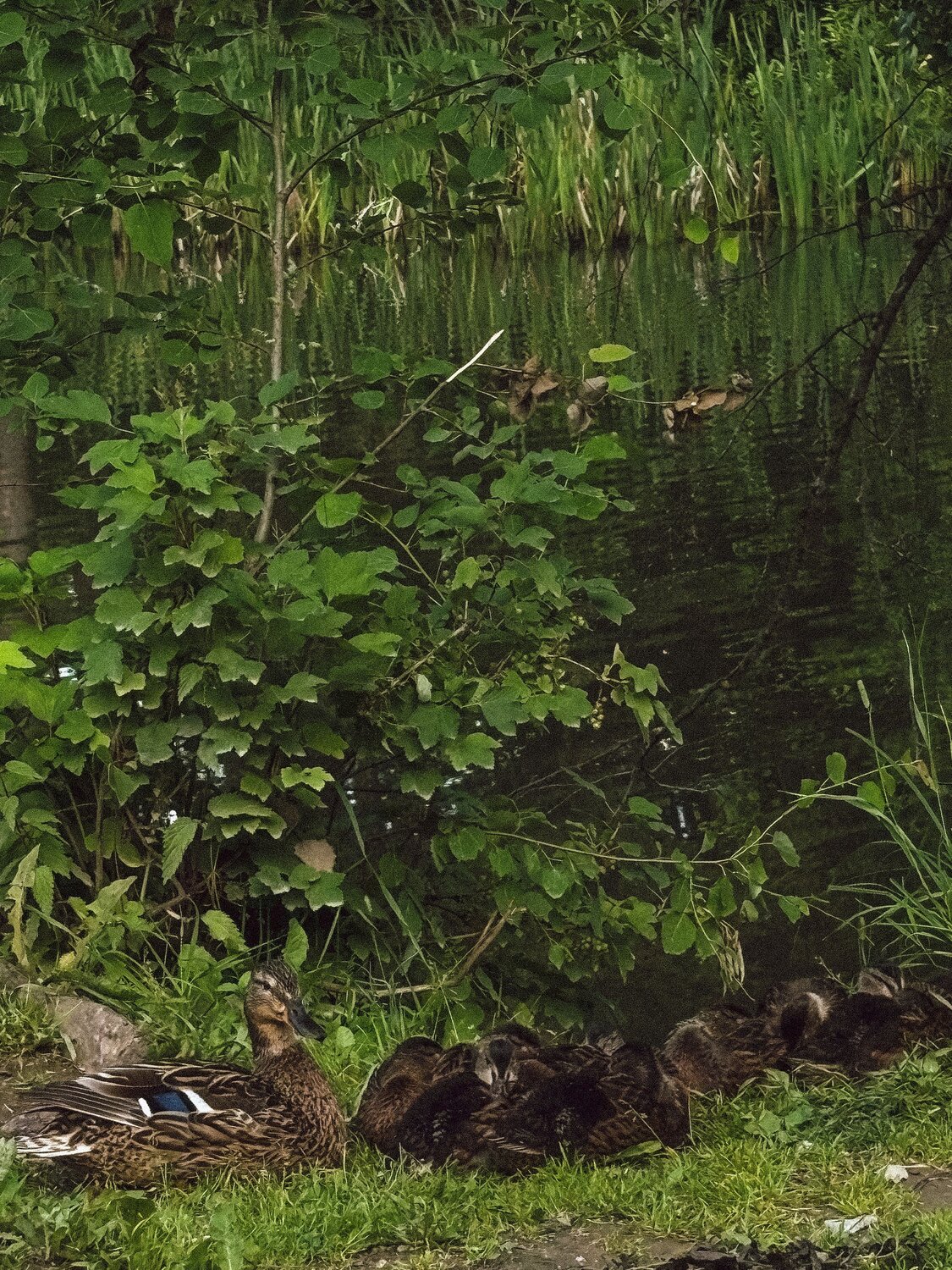 Photo #13961847