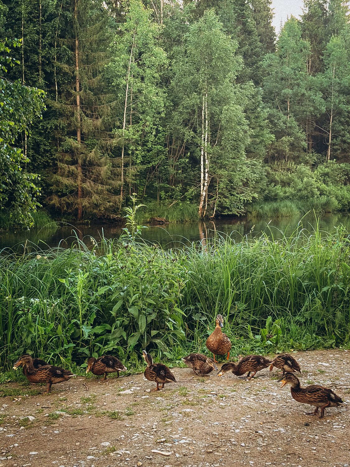 Photo #13961848