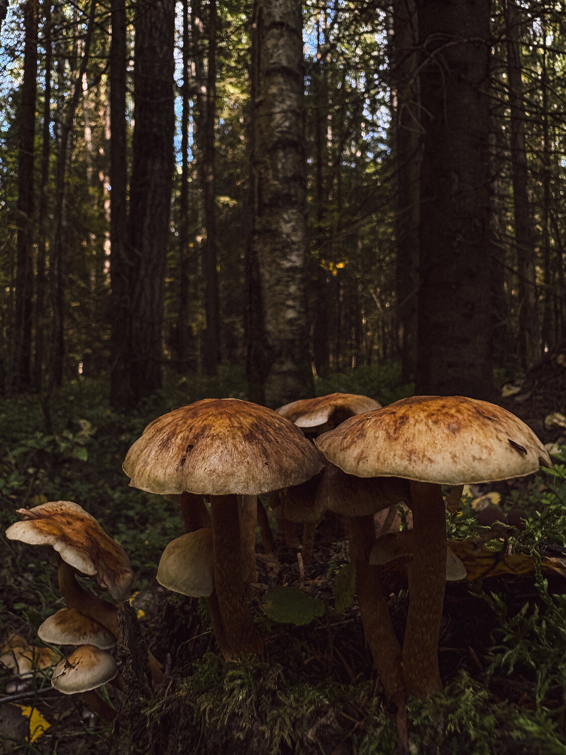 Photo #13961859