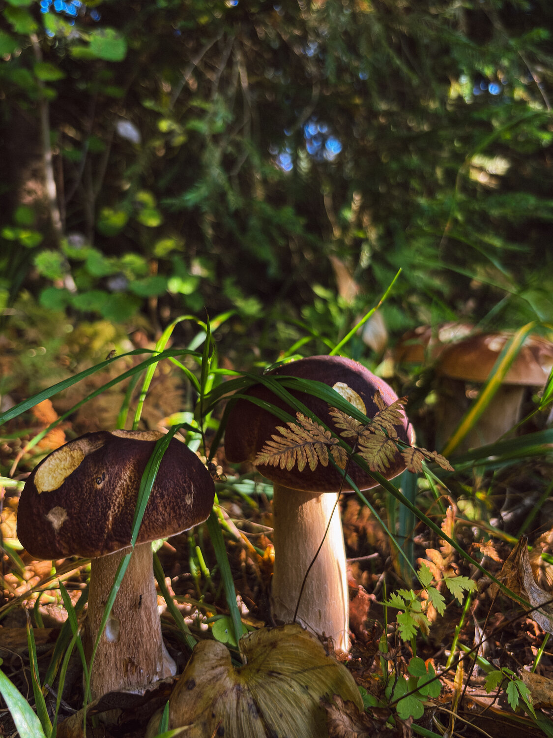 Photo #13961860