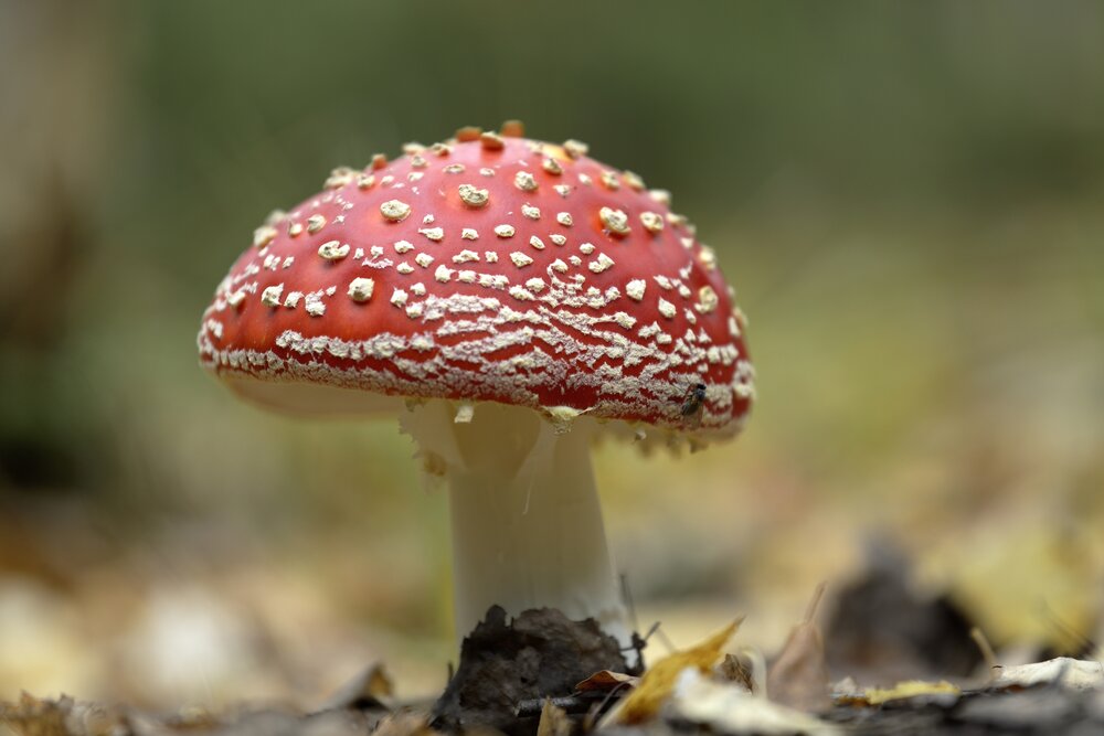 Photograph by Мария Карюхина