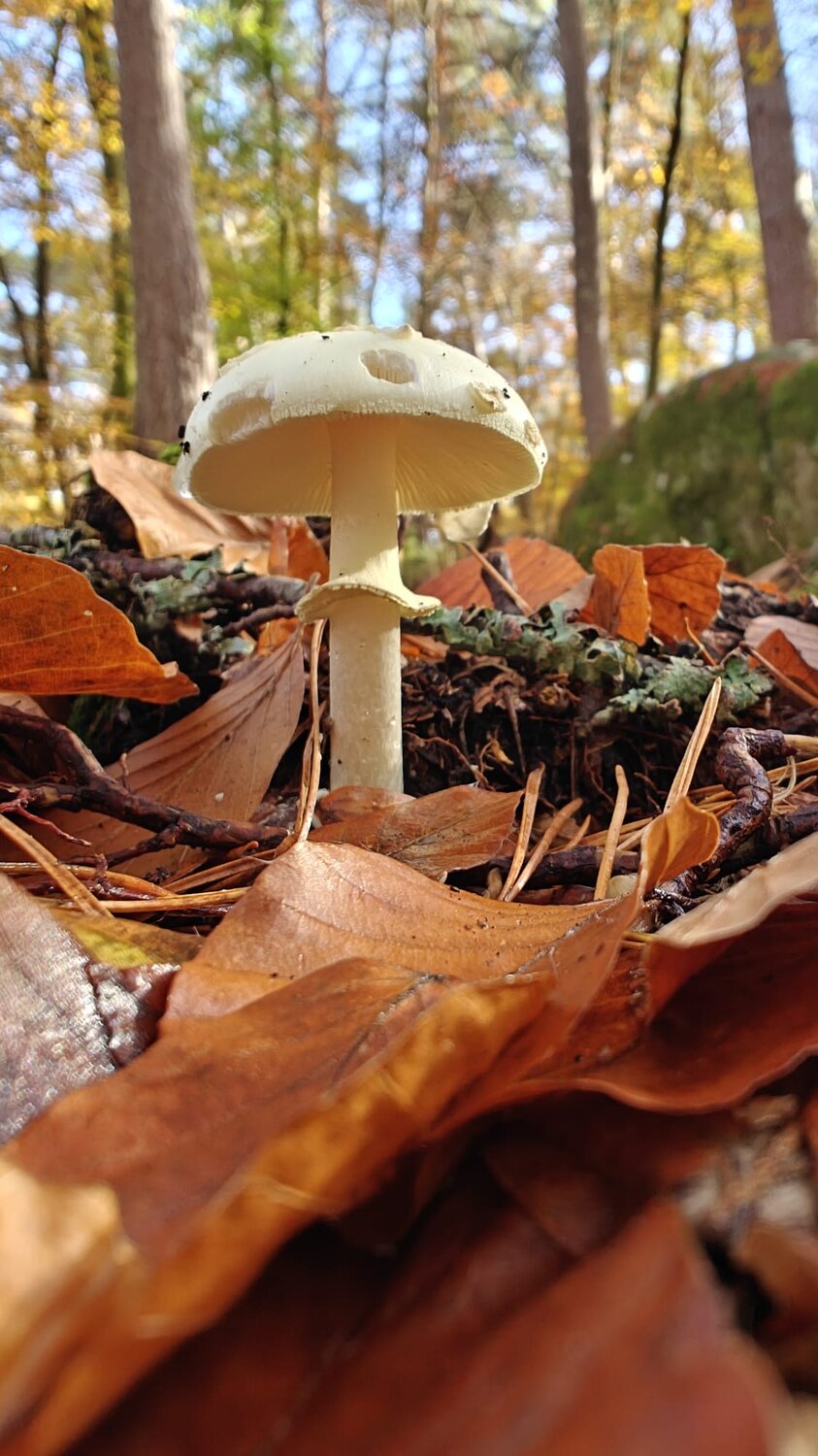 Photo #13962039
