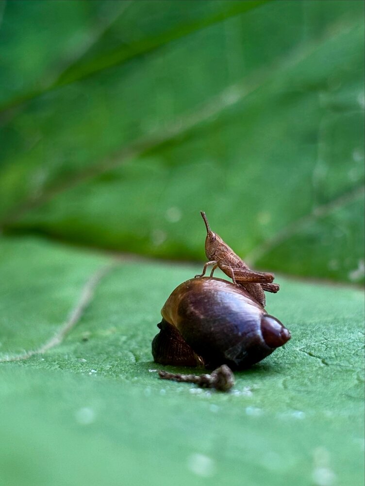 Photograph by Halina Mitsevich
