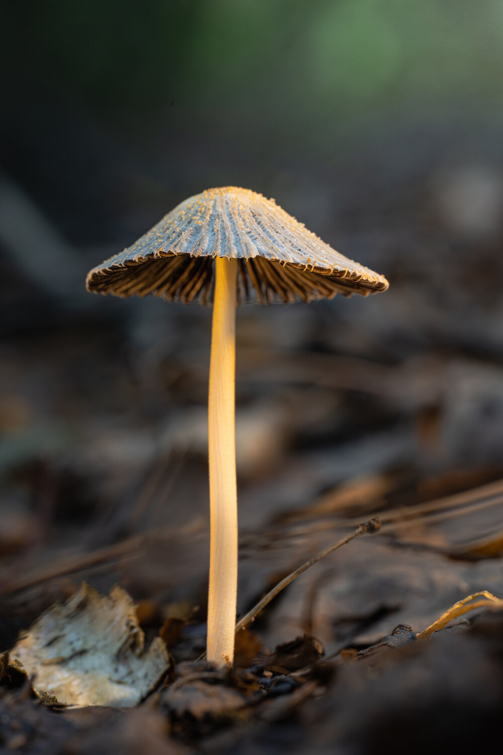 Навозник складчатый (лат. Parasola plicatilis)