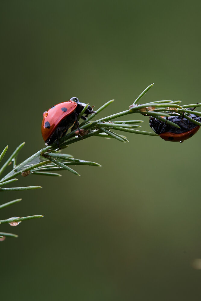 Photograph by Дмитрий Казачек