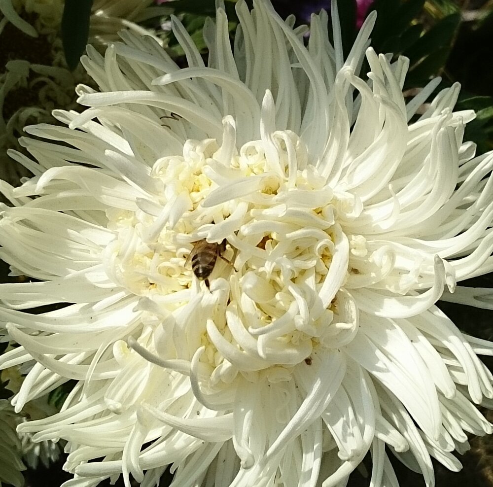 Macro Cape snow