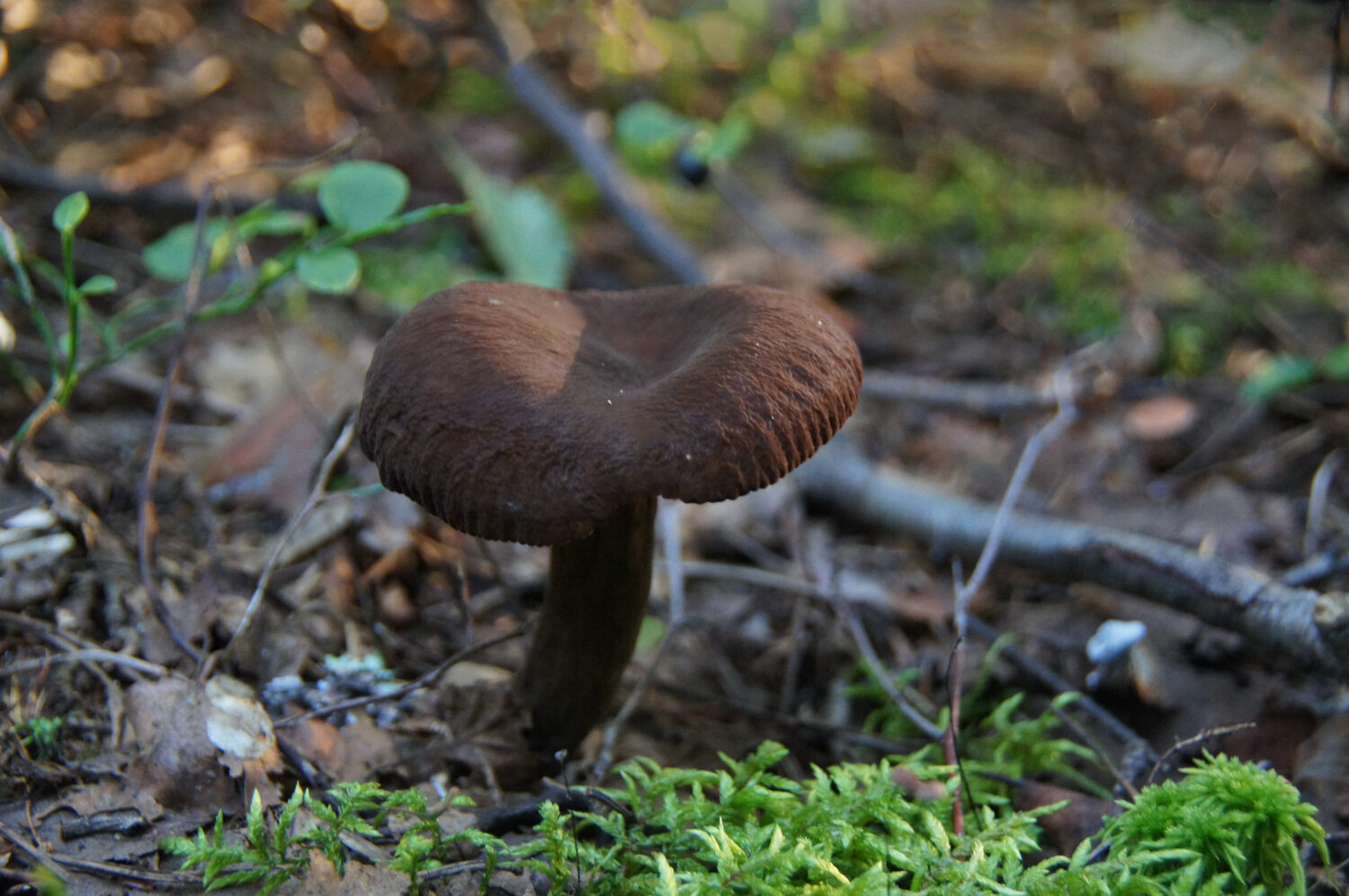 Photo #13962422