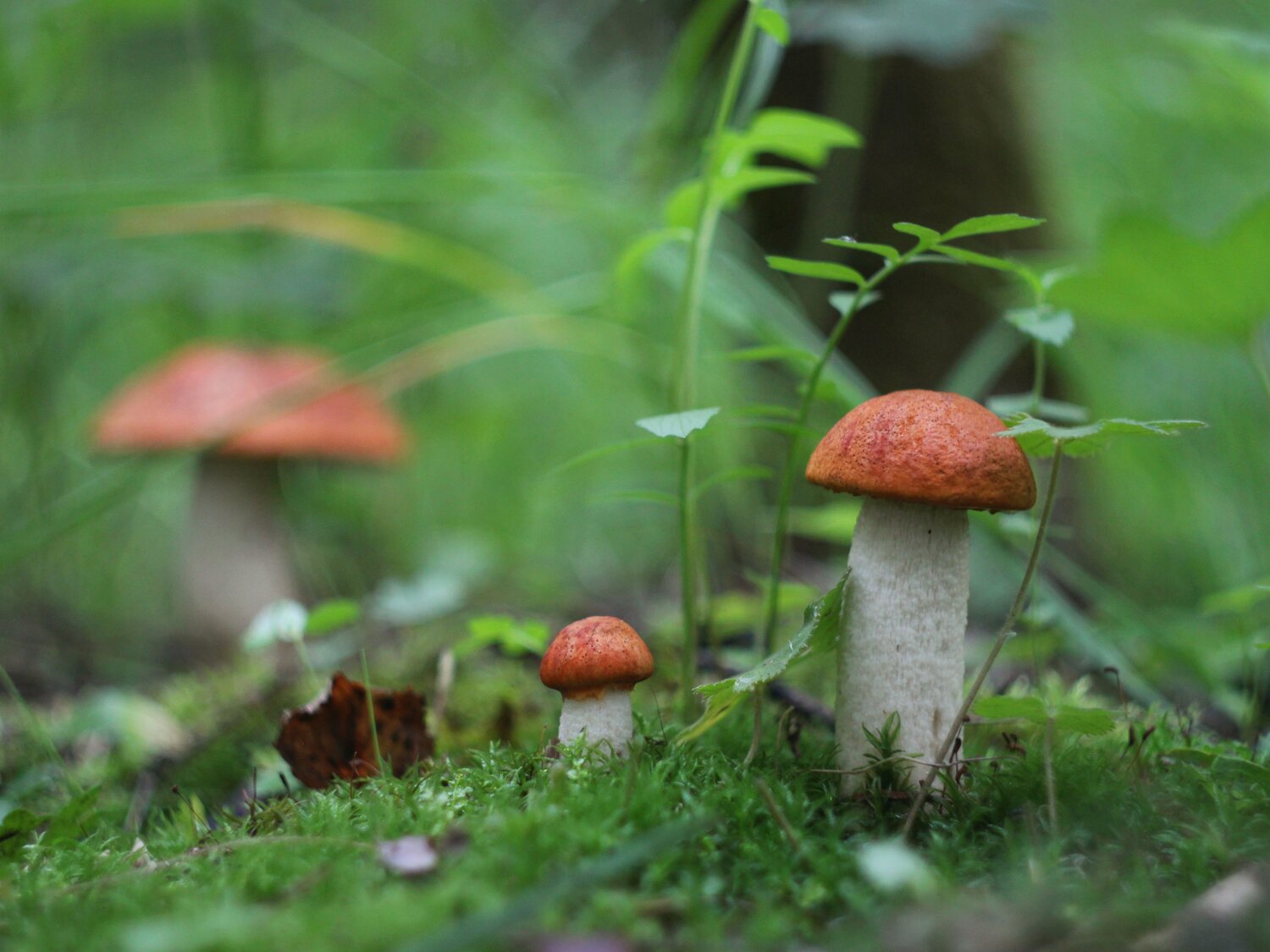 Photo #13962561