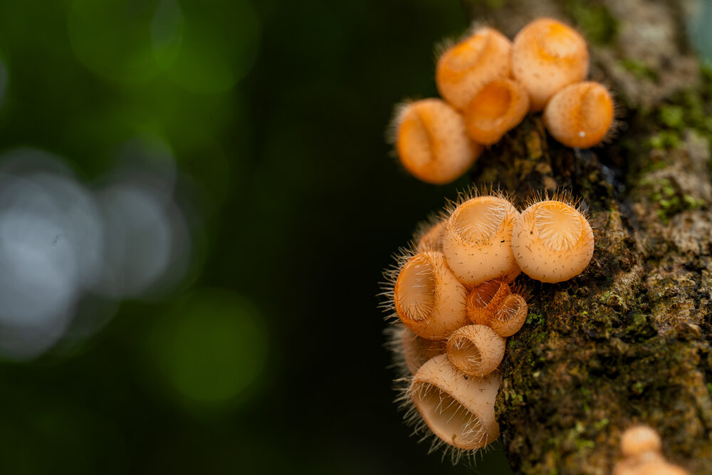 Photograph by Dhrisya Haridas