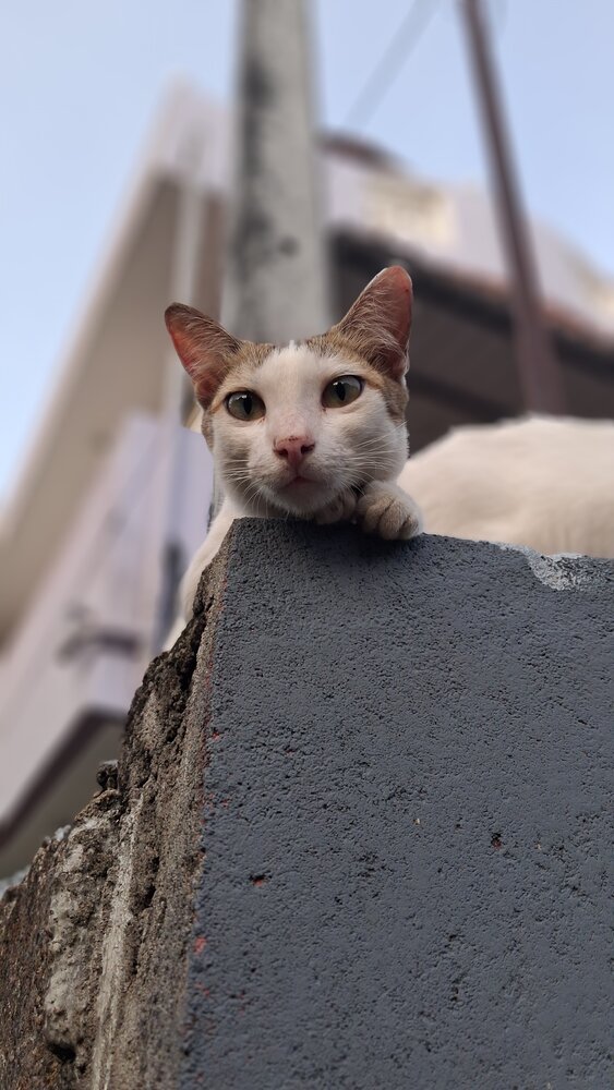 Mimi Cat