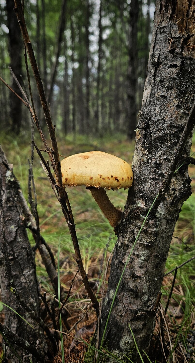 Photo #13963098