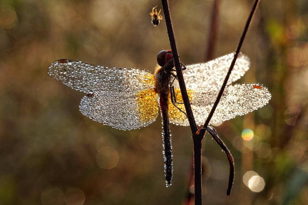Photograph by Юрий Рейценштейн