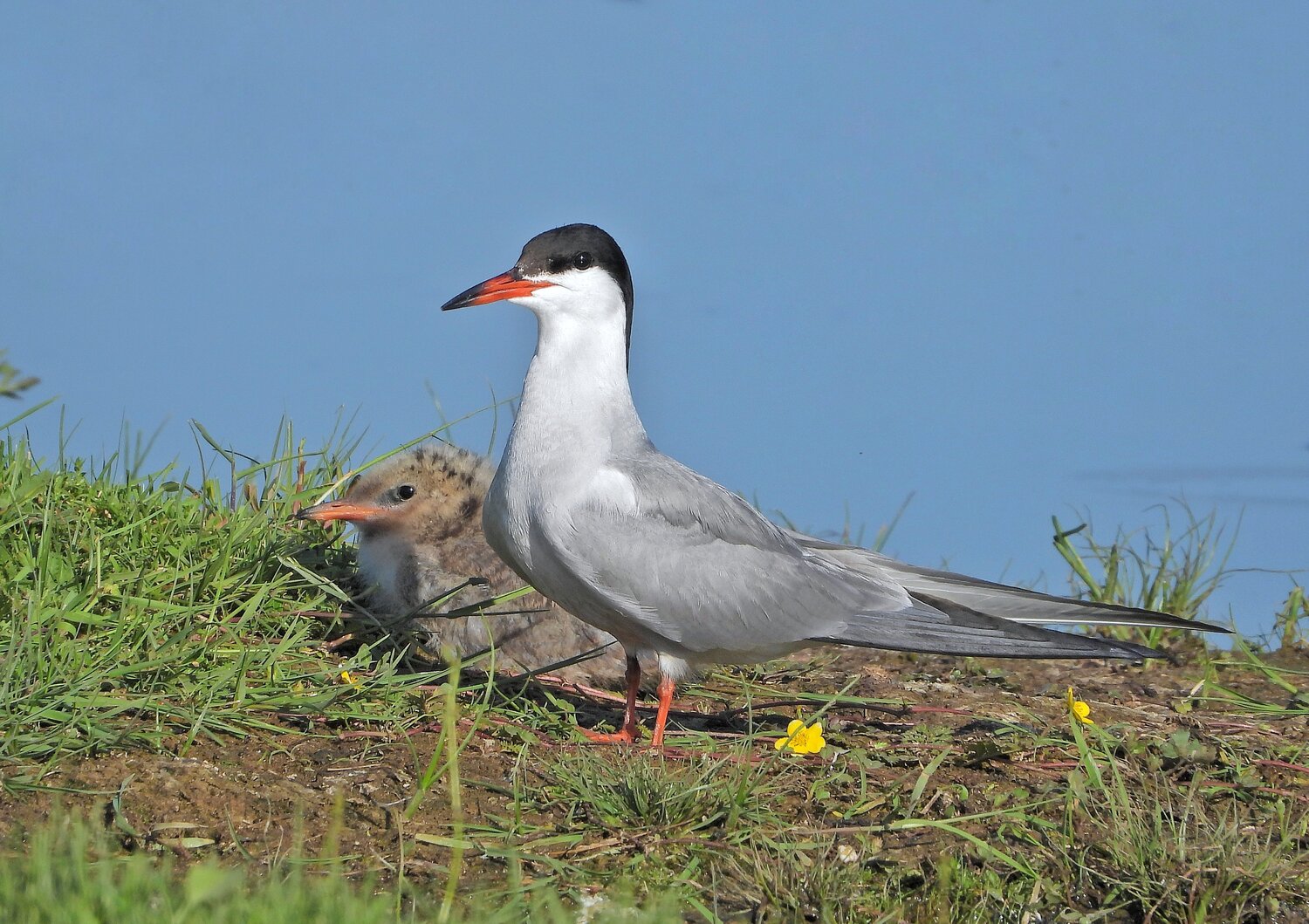 Эхийн хамт. Common tern.