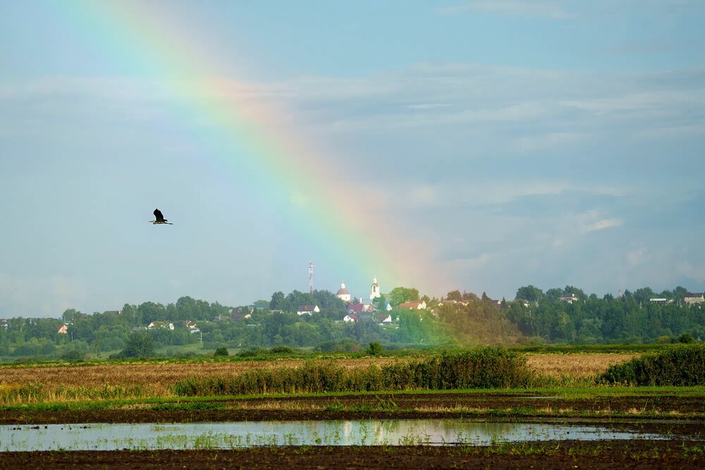 Цапля