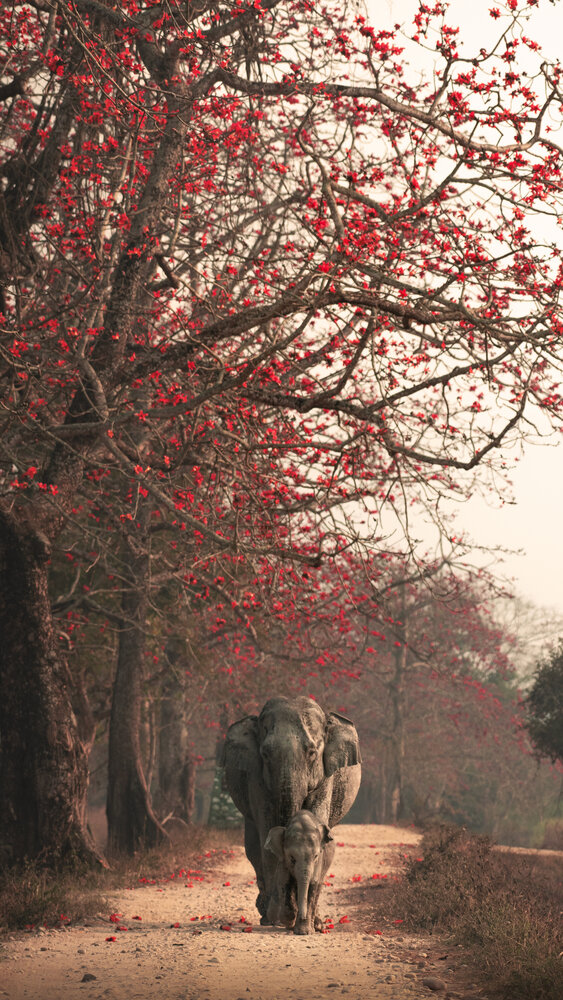 Photograph by Prabhat Ghosh