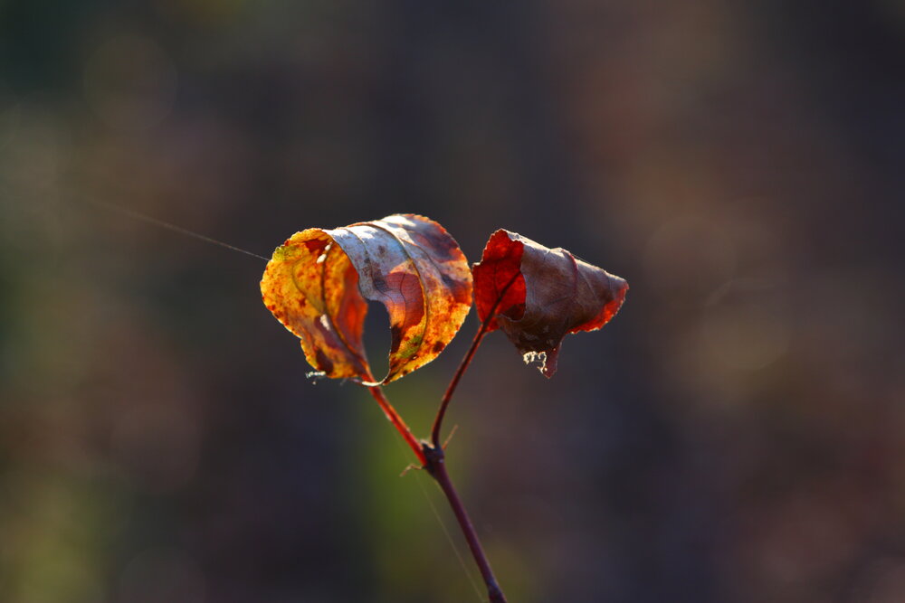 Photograph by Илья Воронин