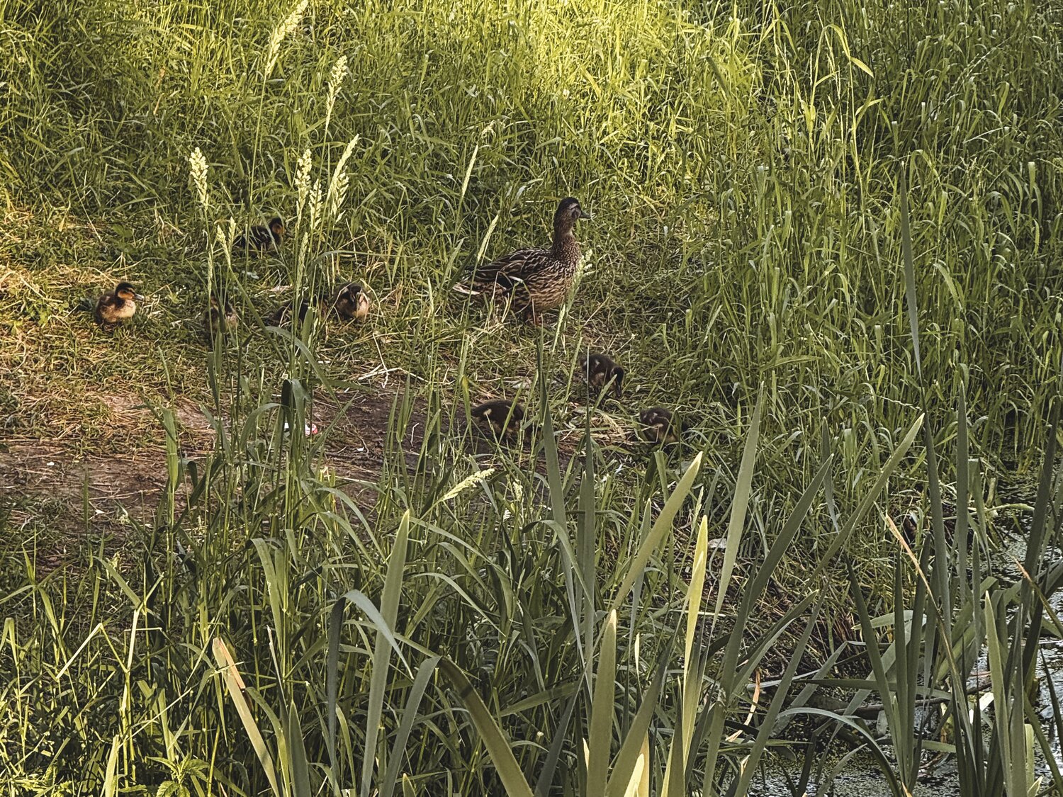 Photo #13963875