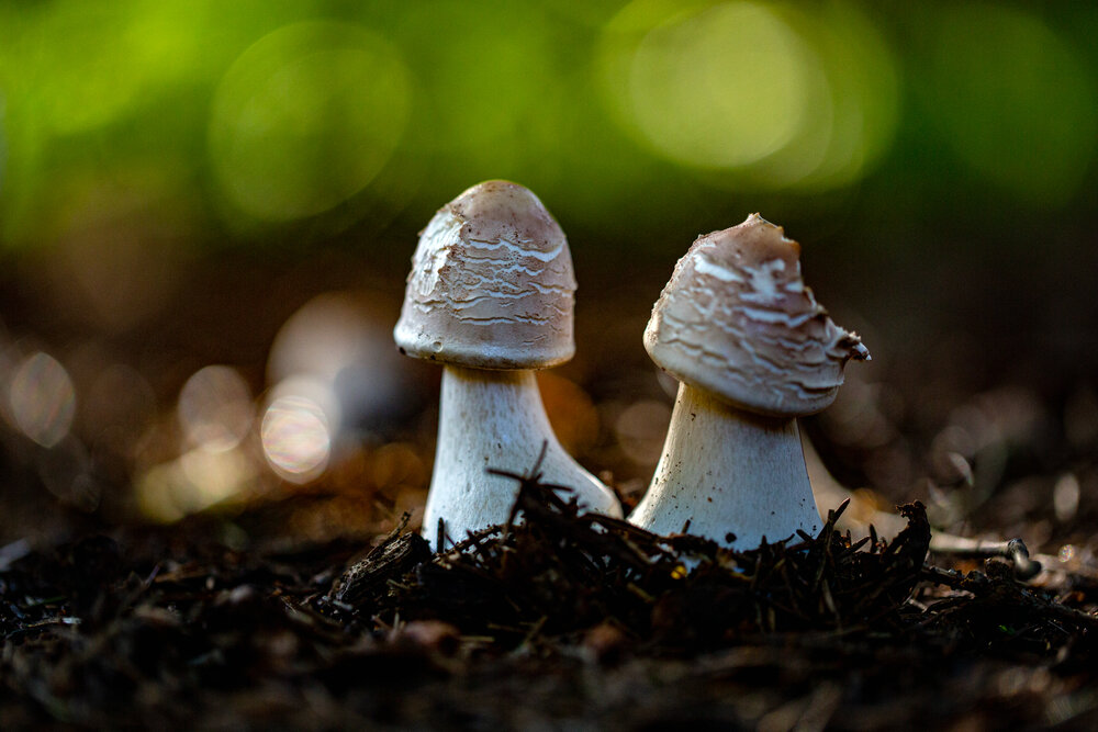 Photograph by 