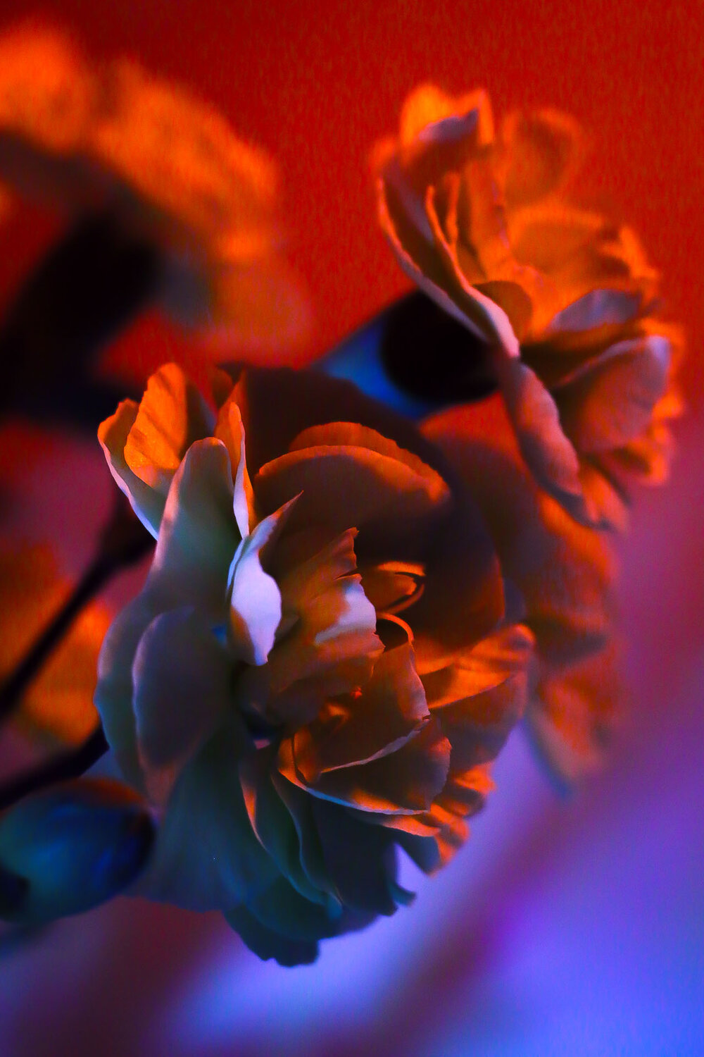 Photo #13964163