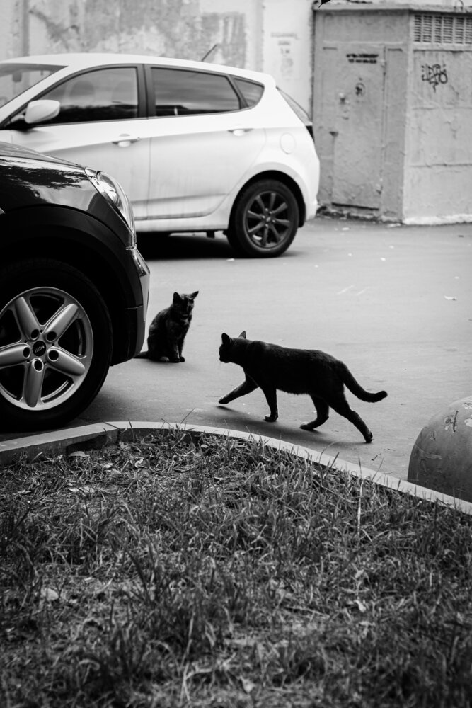 Кошки