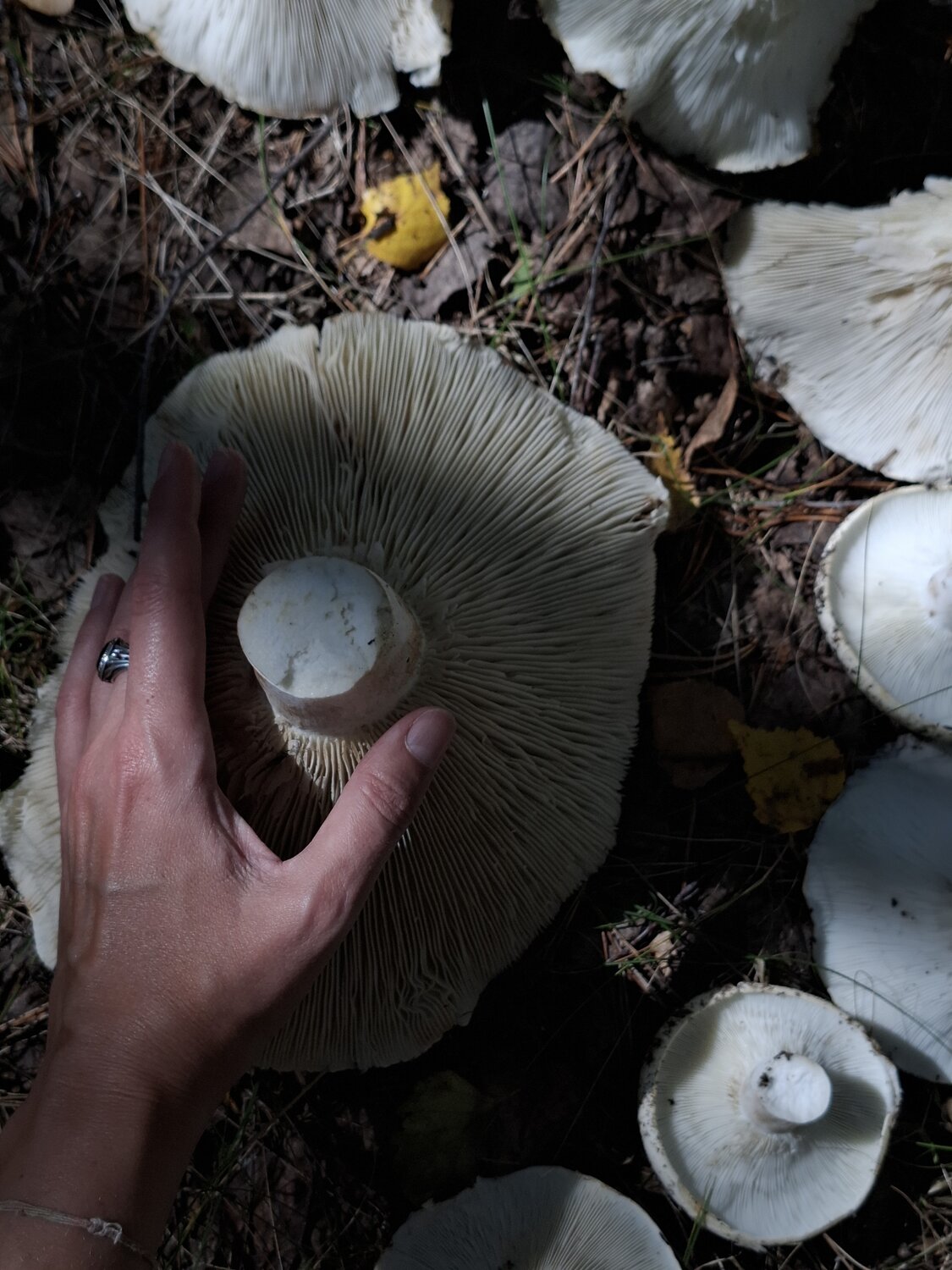 Photo #13964592