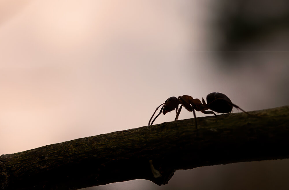 Photograph by Марина Брыдня