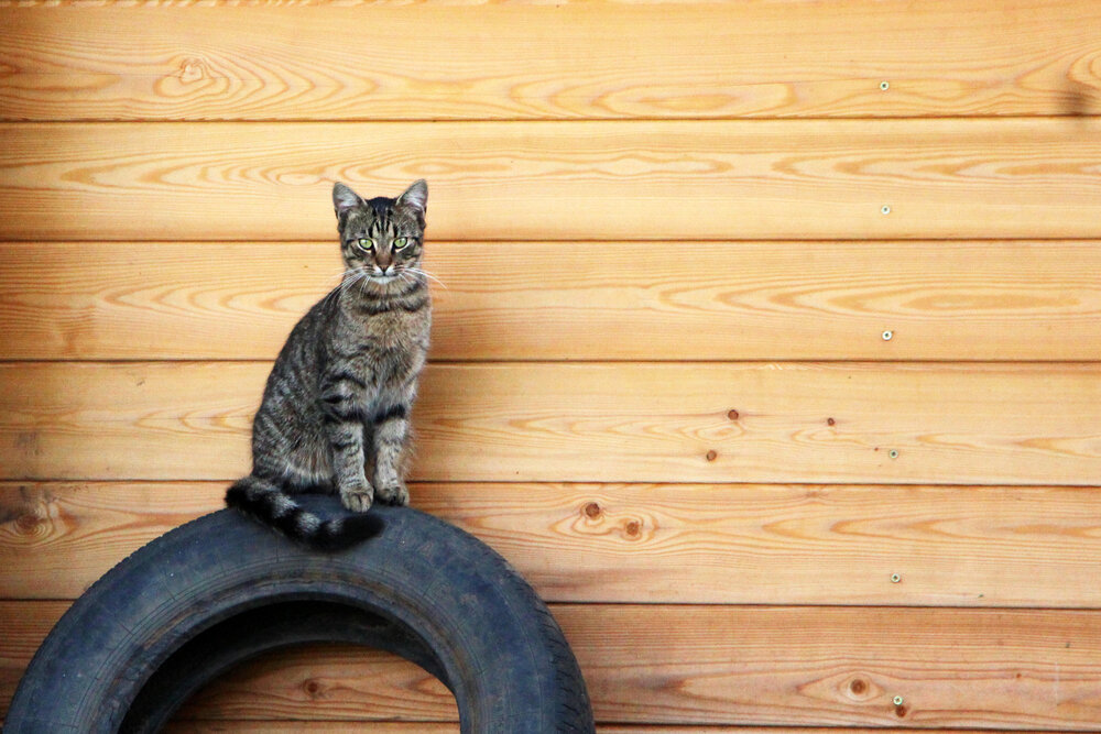 Кот по кличке Бандит
