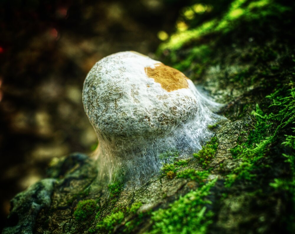 Photograph by Vasilisa the Beautiful