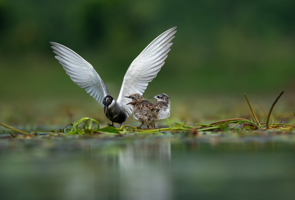 Photograph by PARTHA SARATHI MAHANTY