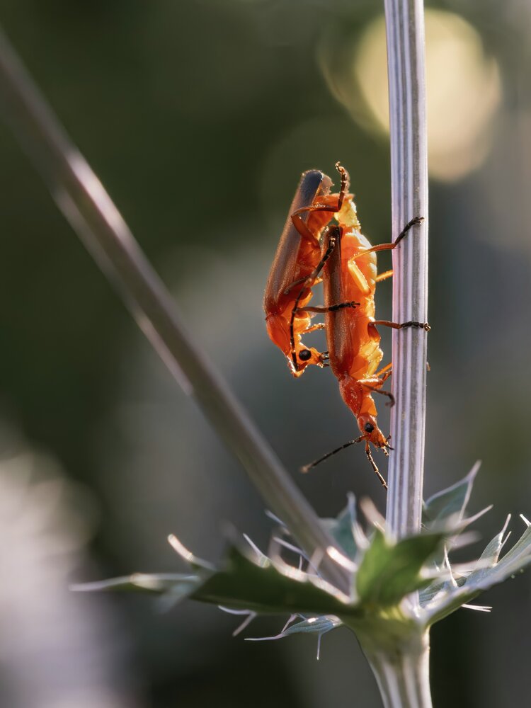Photograph by Ворожцова Марина