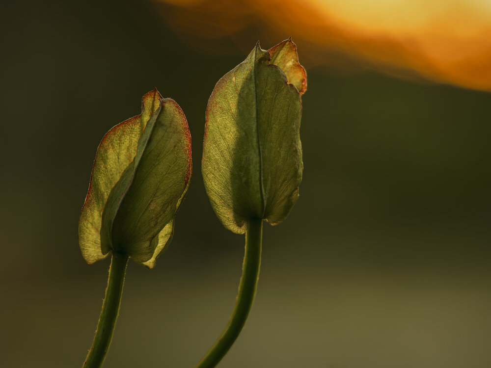 Photograph by Ворожцова Марина