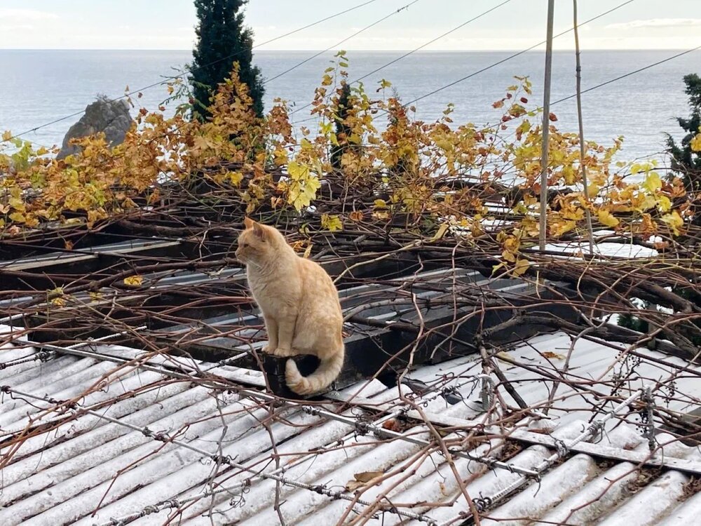 Фотография автора Светлана Парамонова