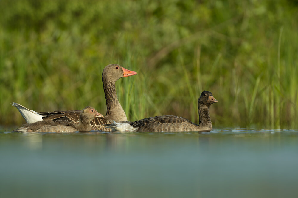 Photograph by Damian Kwasek