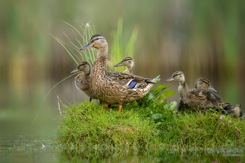 Photograph by Damian Kwasek