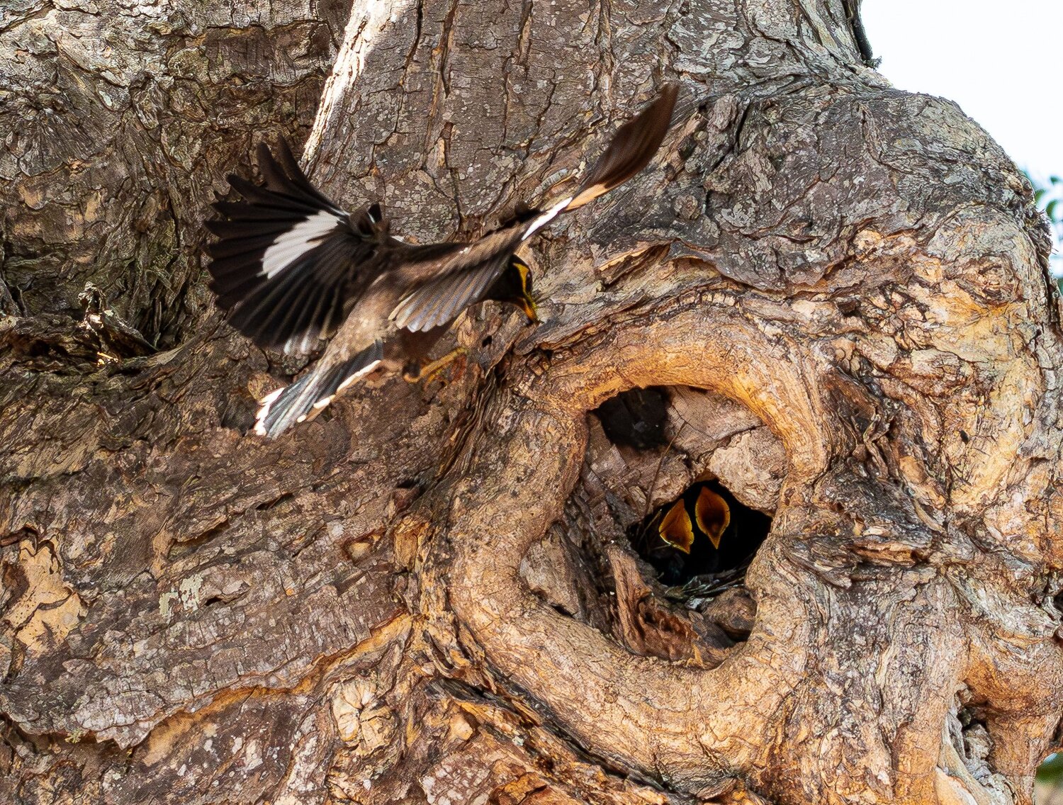 A Mother’s Return – Life Within the Tree