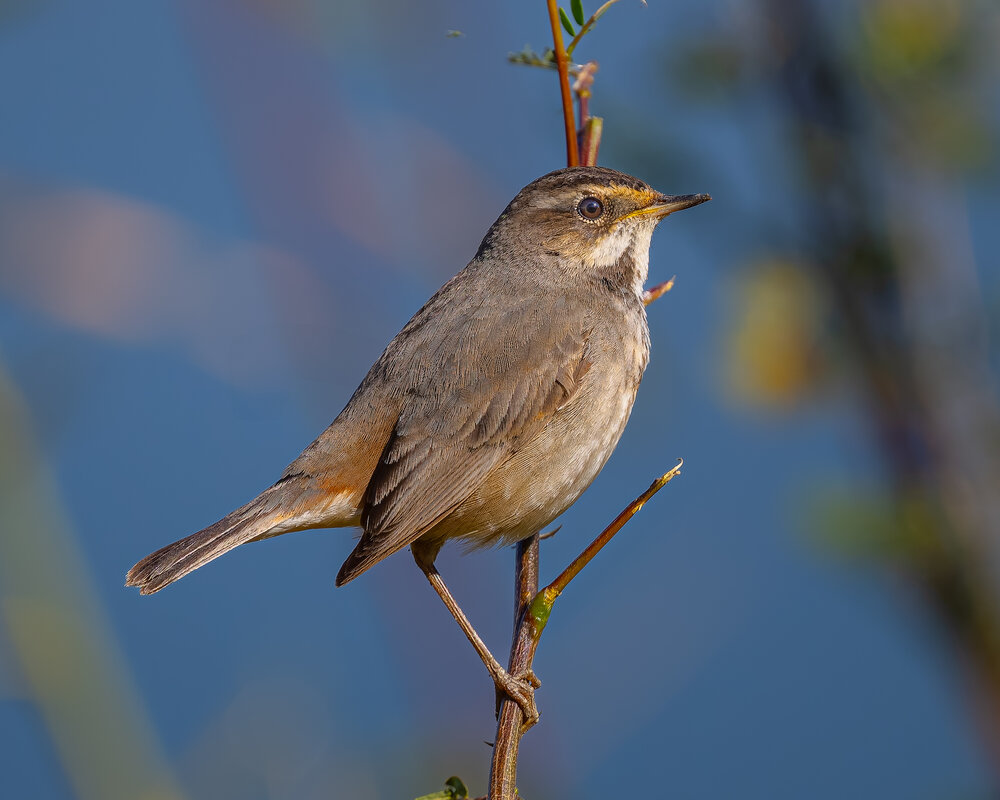 Blue throated