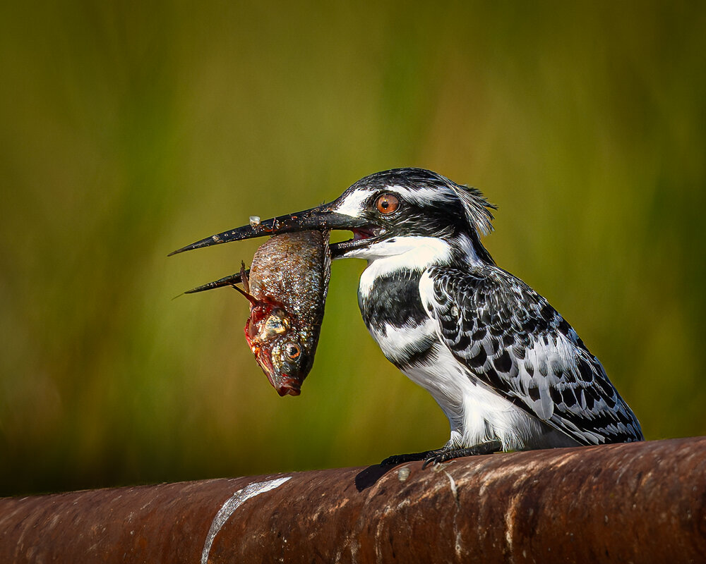 Pied kingfisher