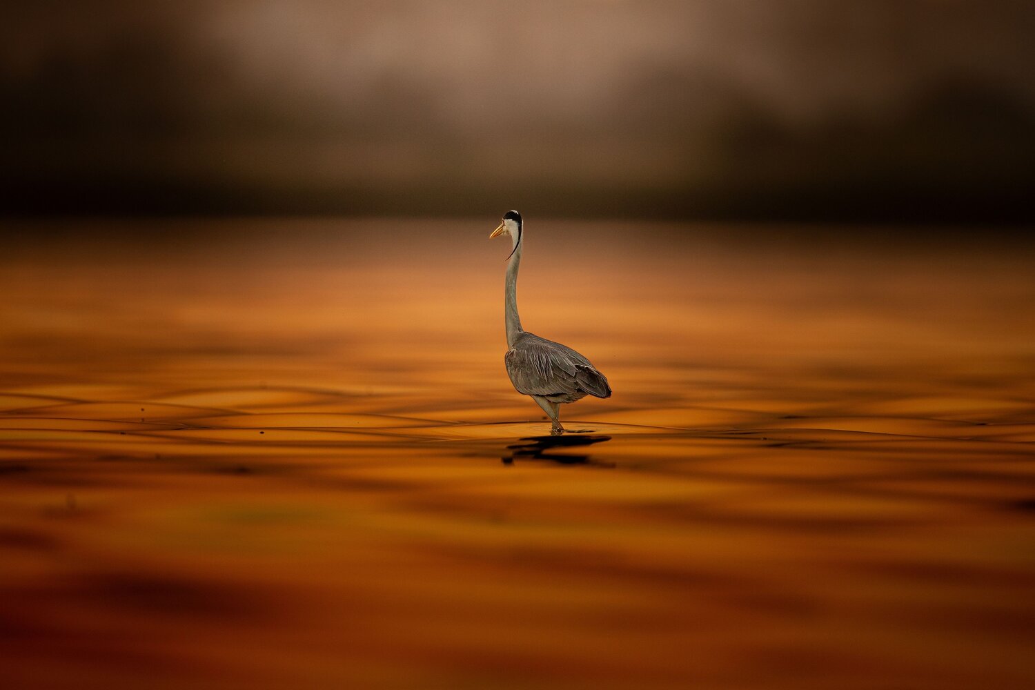 Walking Through Gold
