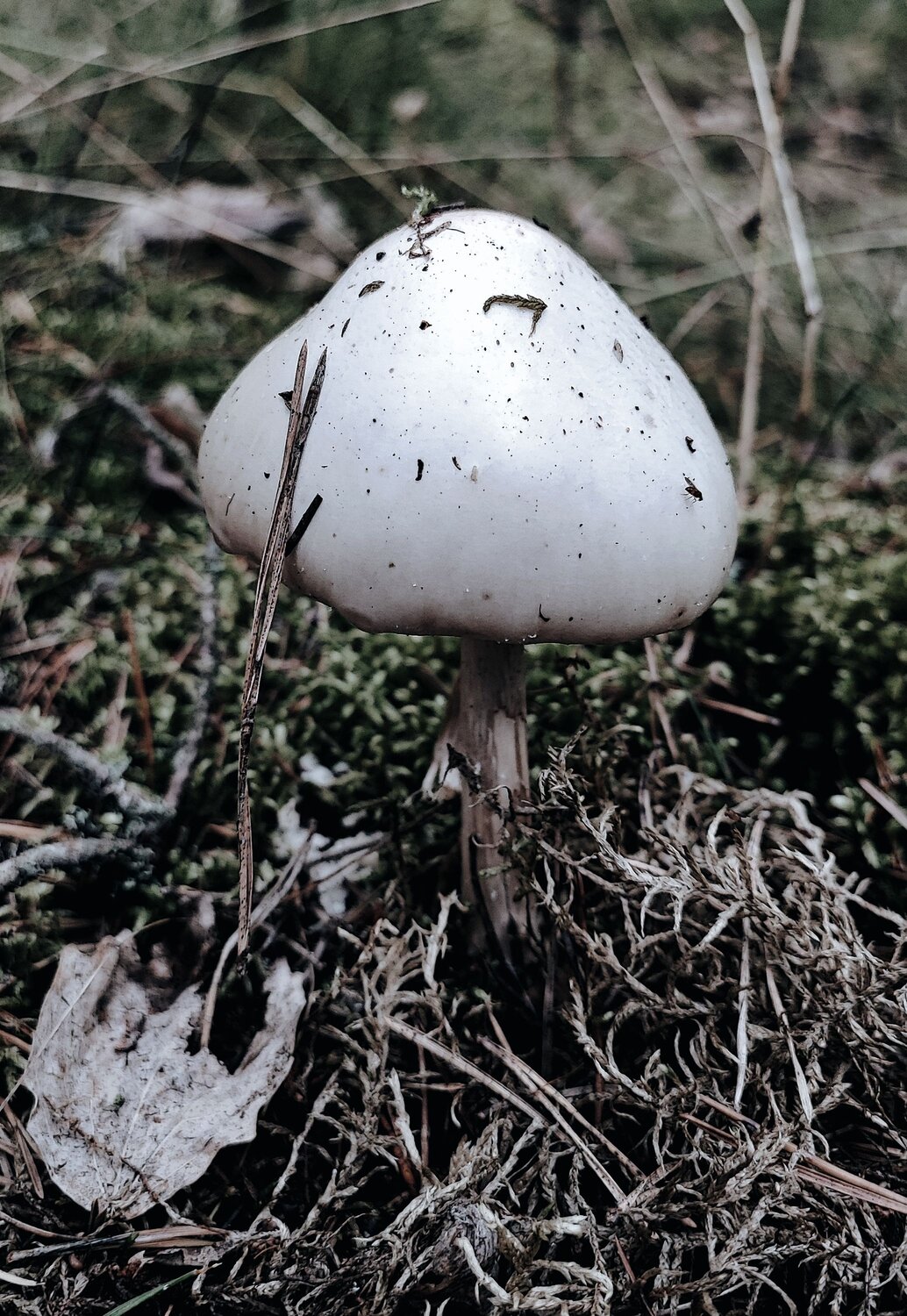 Photo #13964928