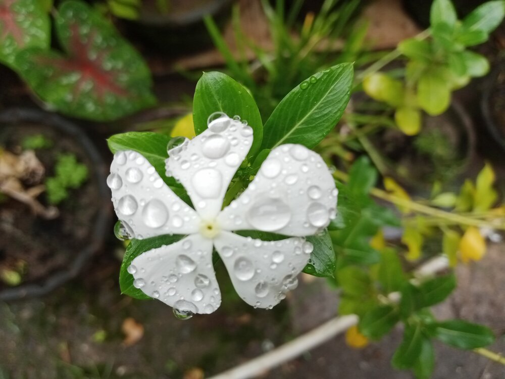 White Flower After Rain